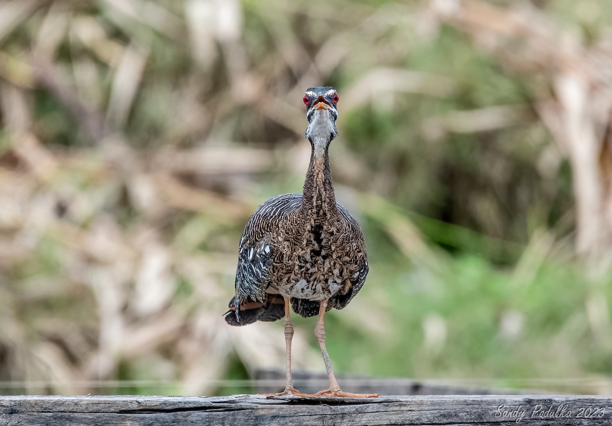 Sunbittern - Sandy Podulka