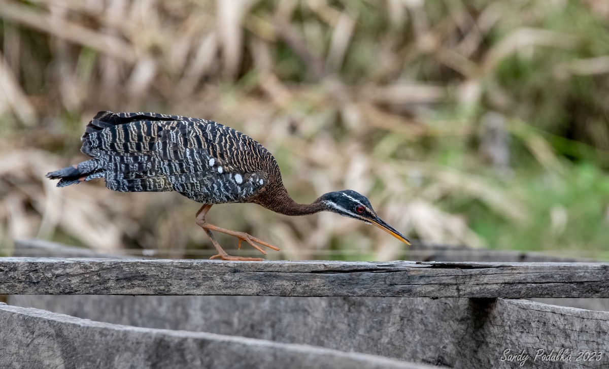 Sunbittern - ML540920291