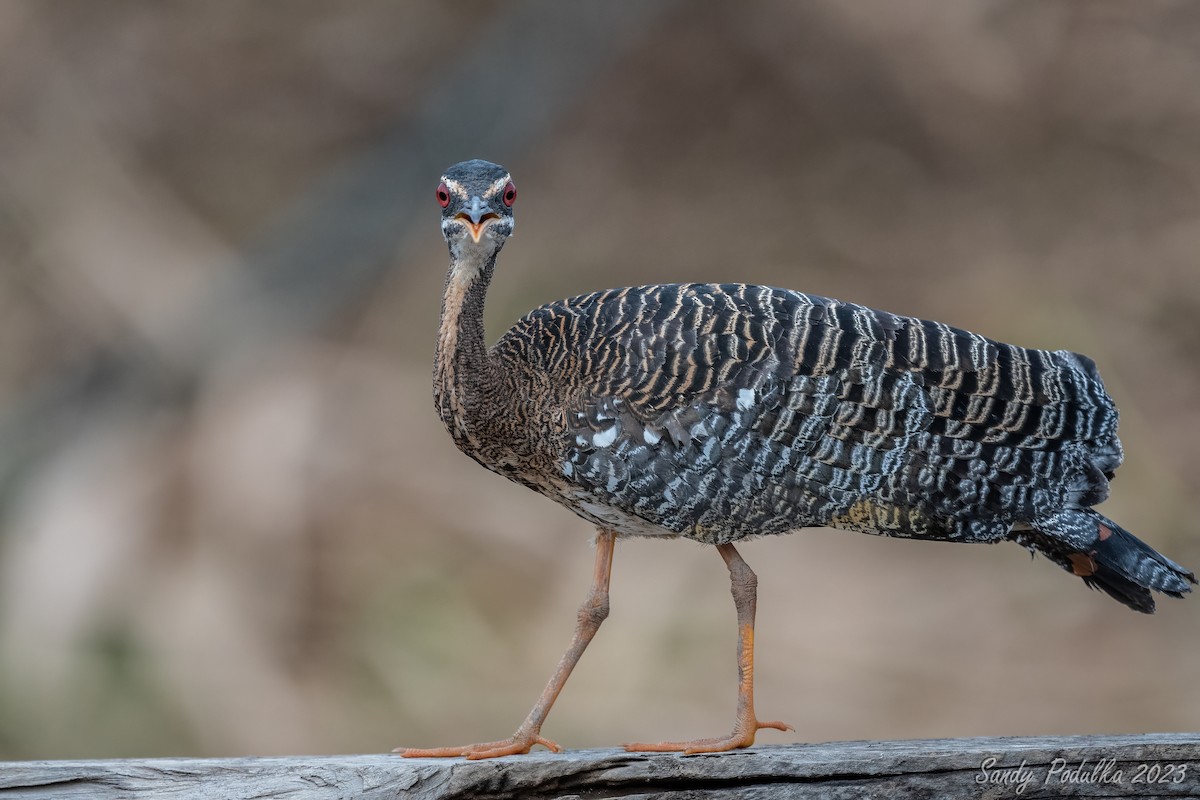 Sunbittern - ML540920311