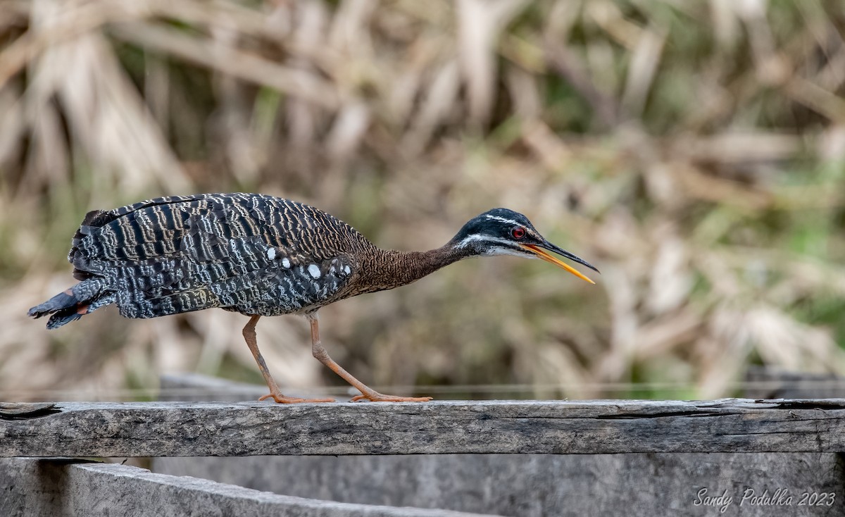 Sunbittern - Sandy Podulka