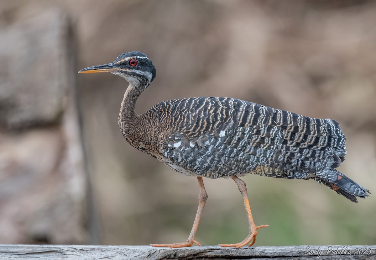 Sunbittern - Sandy Podulka