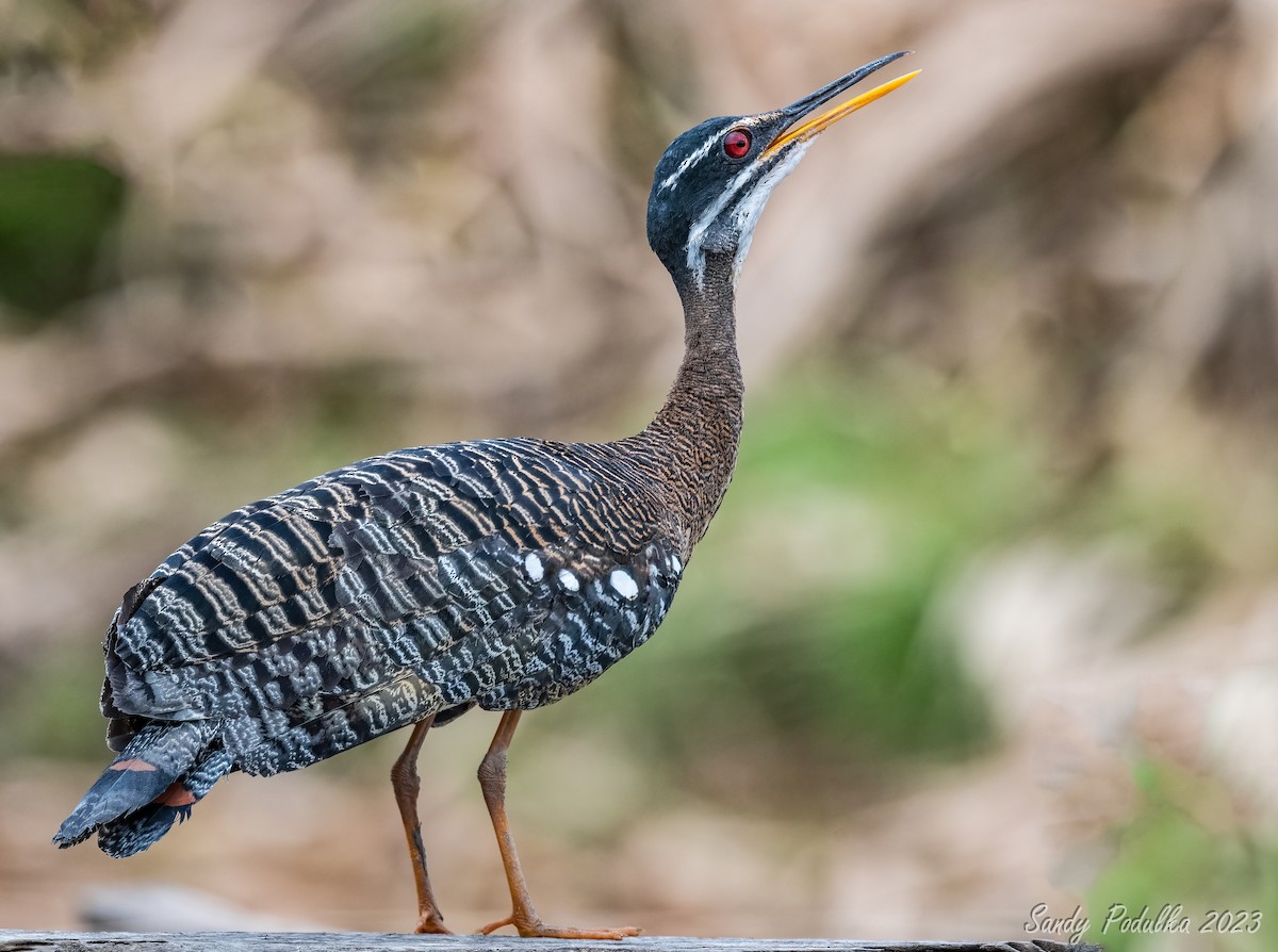 Sunbittern - Sandy Podulka