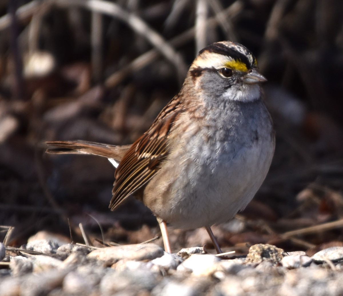 White-throated Sparrow - ML540920821