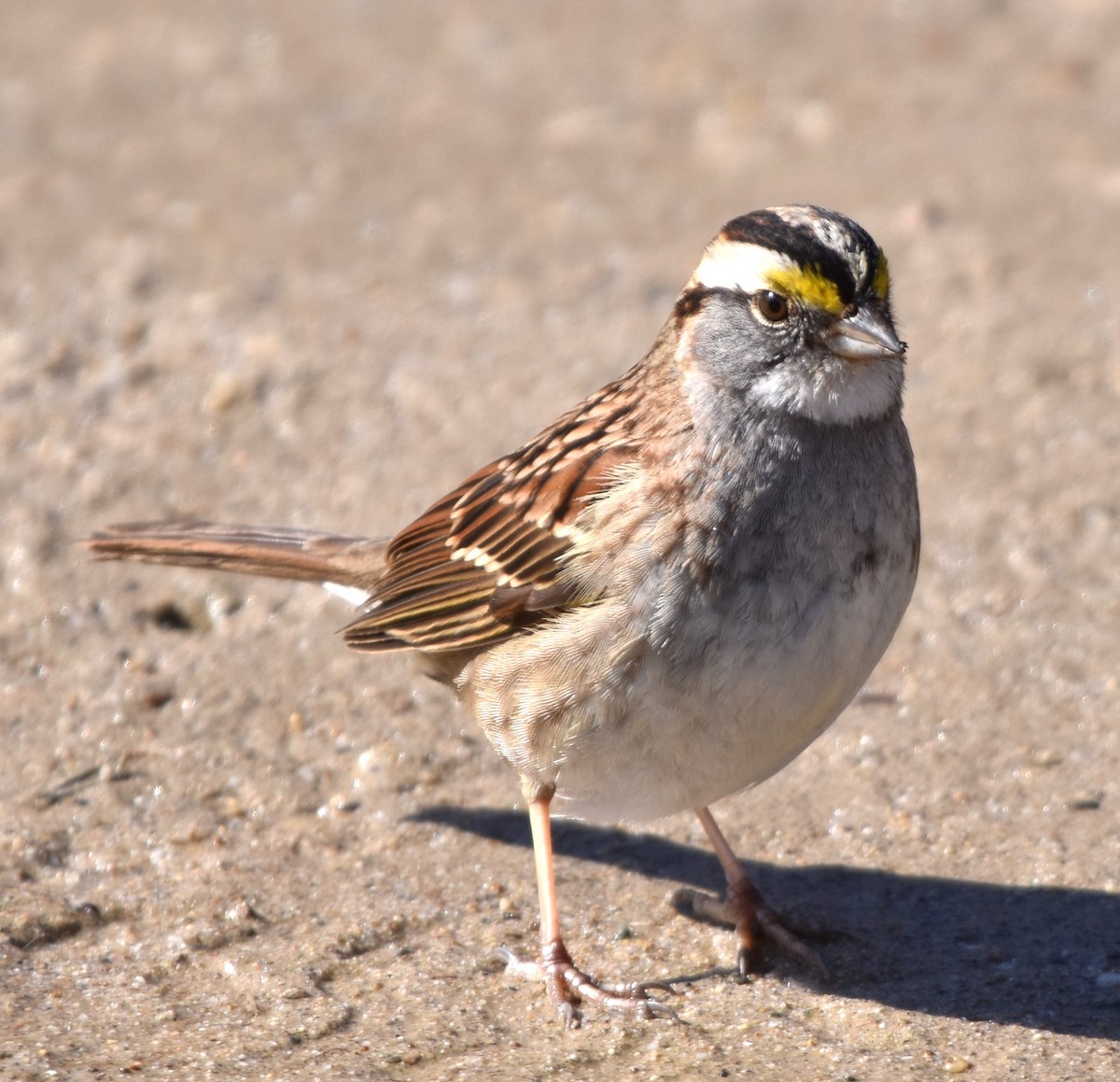 White-throated Sparrow - Alec Andrus