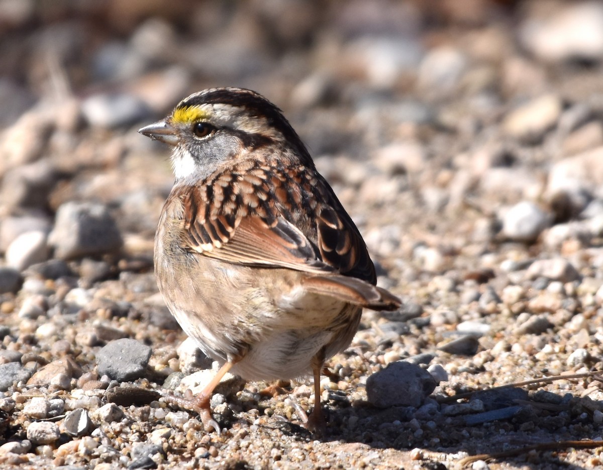 White-throated Sparrow - ML540921131