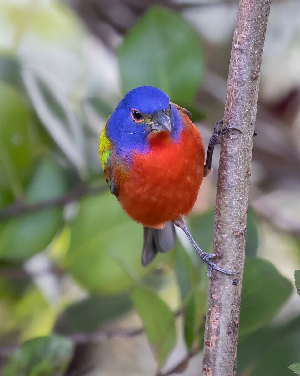 Painted Bunting - ML540922831