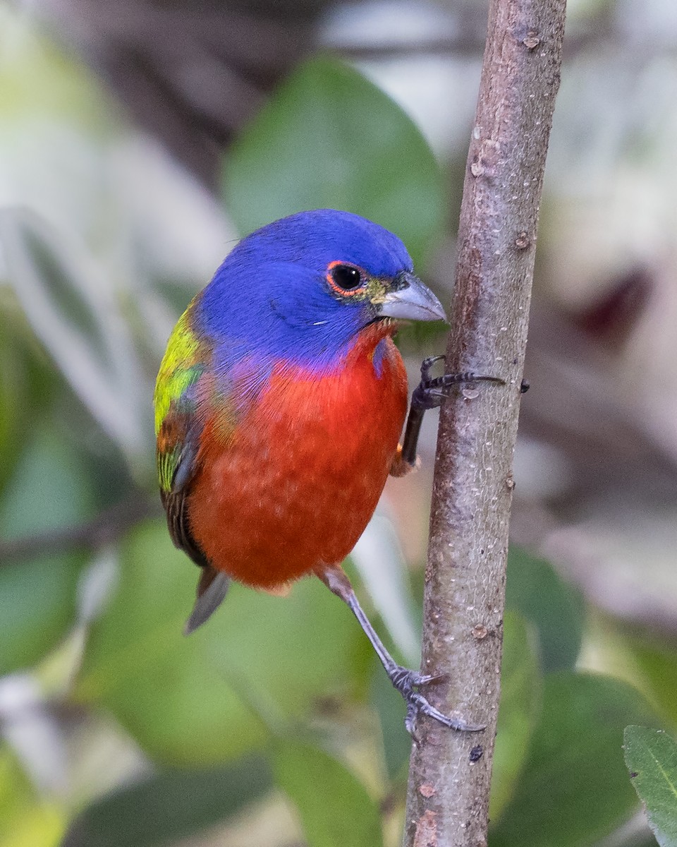 Painted Bunting - ML540922841