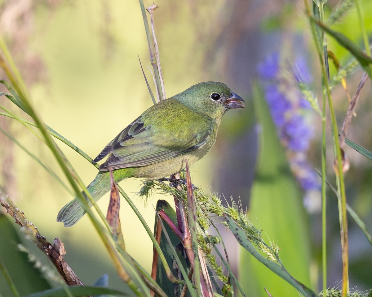 Painted Bunting - ML540922851