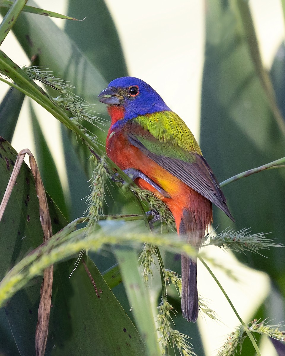 Painted Bunting - ML540922861