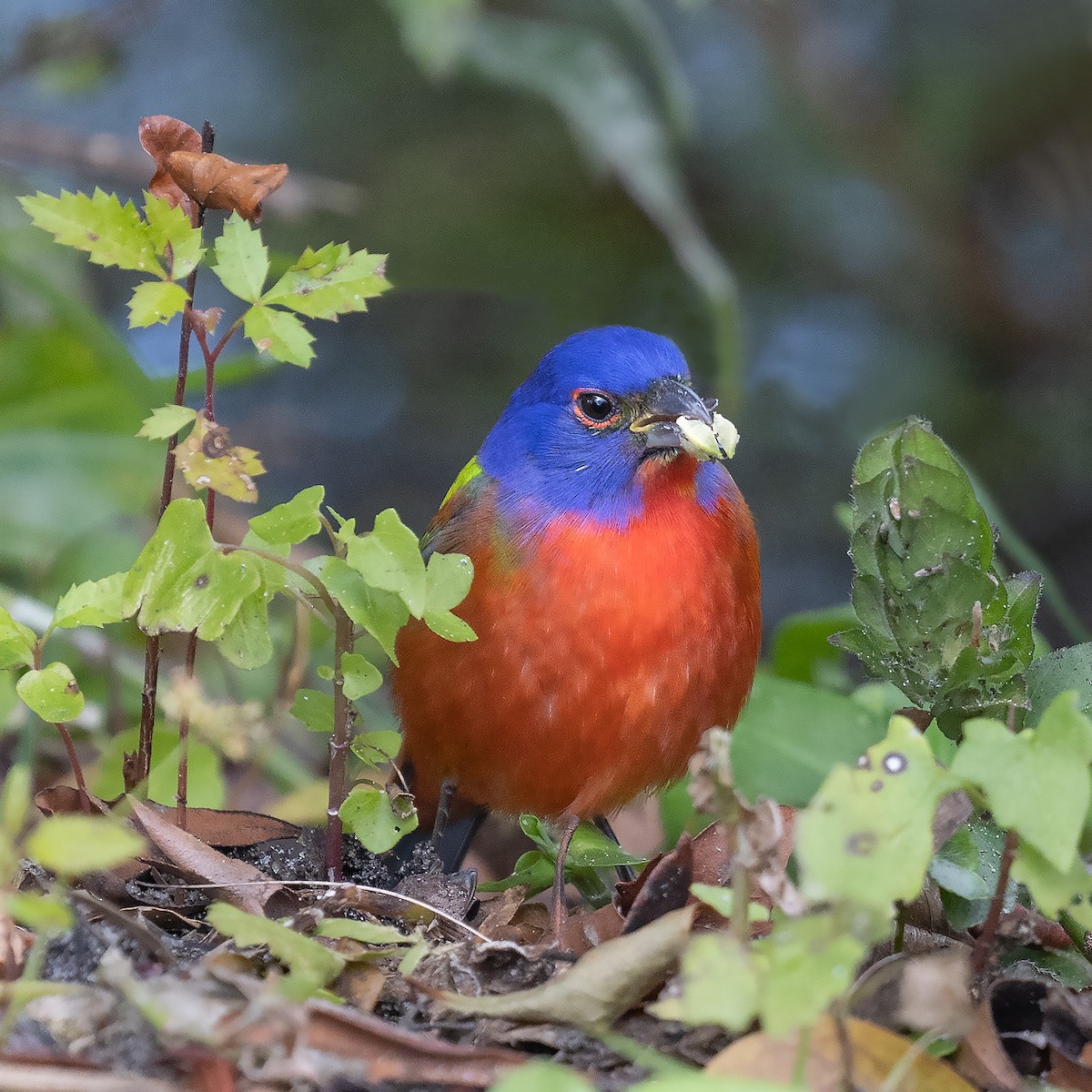 Painted Bunting - ML540922871