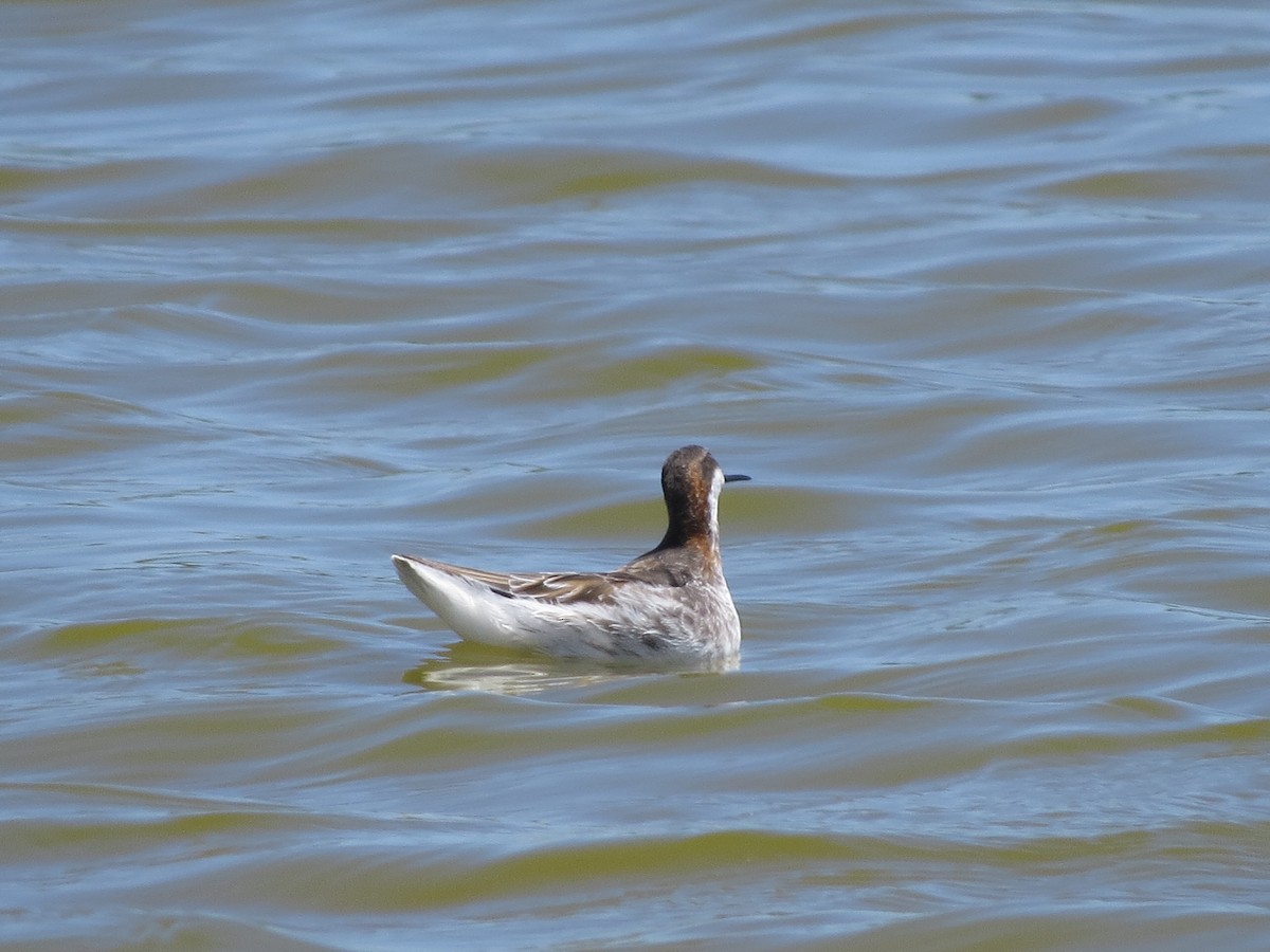 Red-necked Phalarope - Gregorio Chaguaceda Tomás