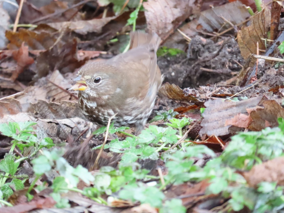 Fox Sparrow (Sooty) - Merlyn (J.J.) Blue