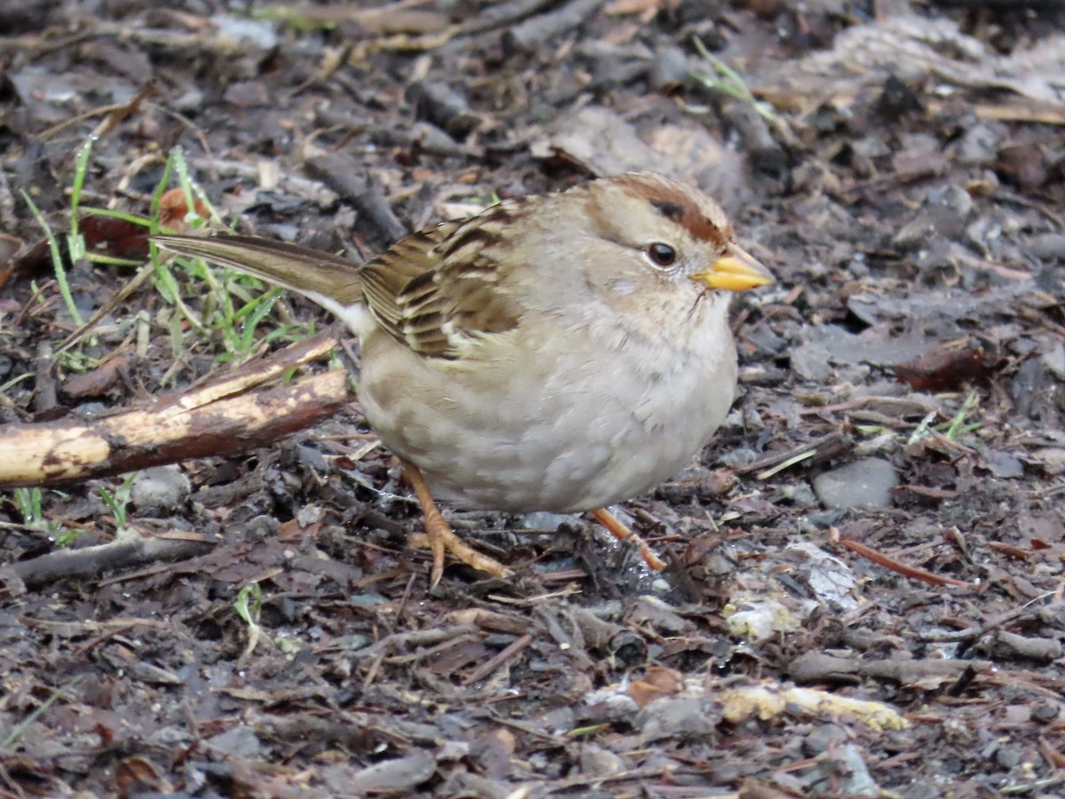 White-crowned Sparrow - ML540928951