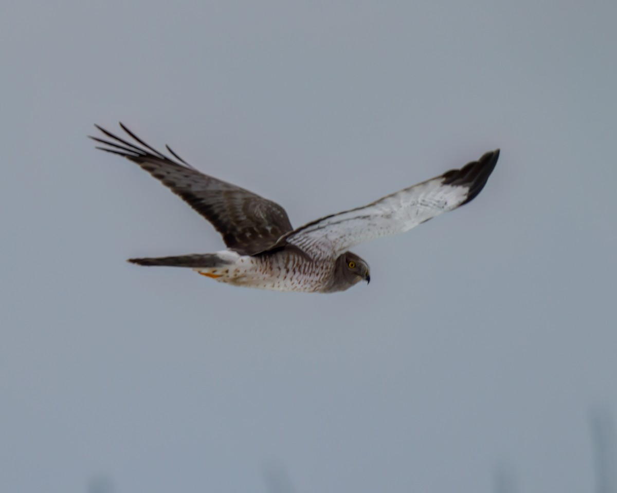 Northern Harrier - ML540928981