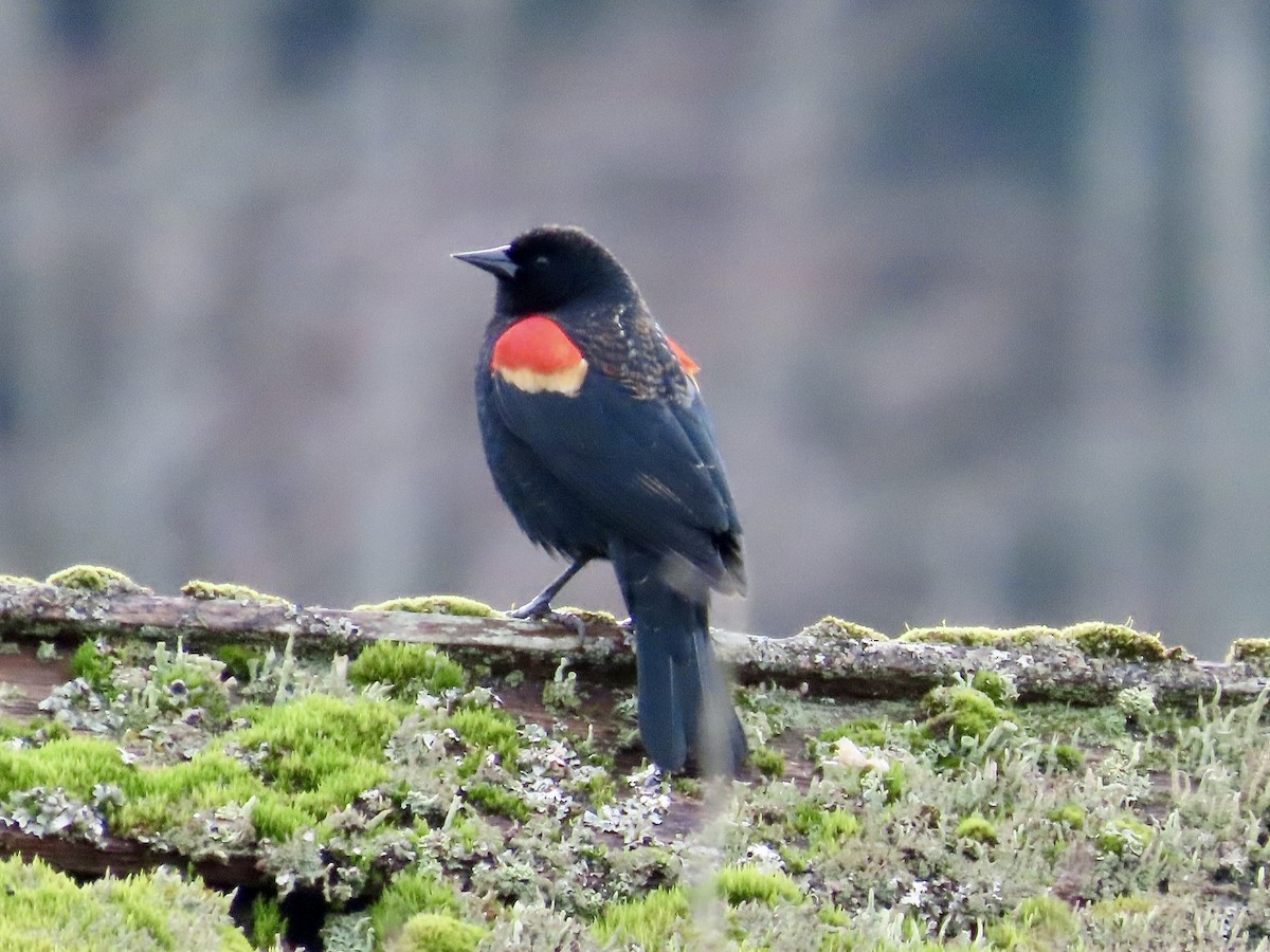 Red-winged Blackbird - ML540929141