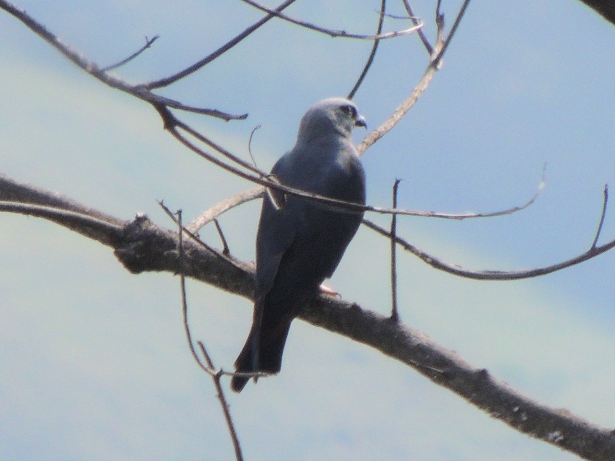 Plumbeous Kite - Edwin Mora