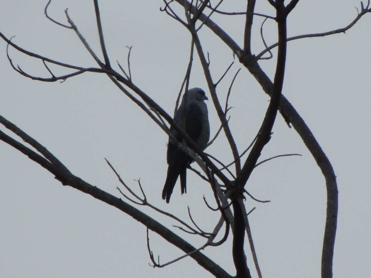 Plumbeous Kite - ML540929411