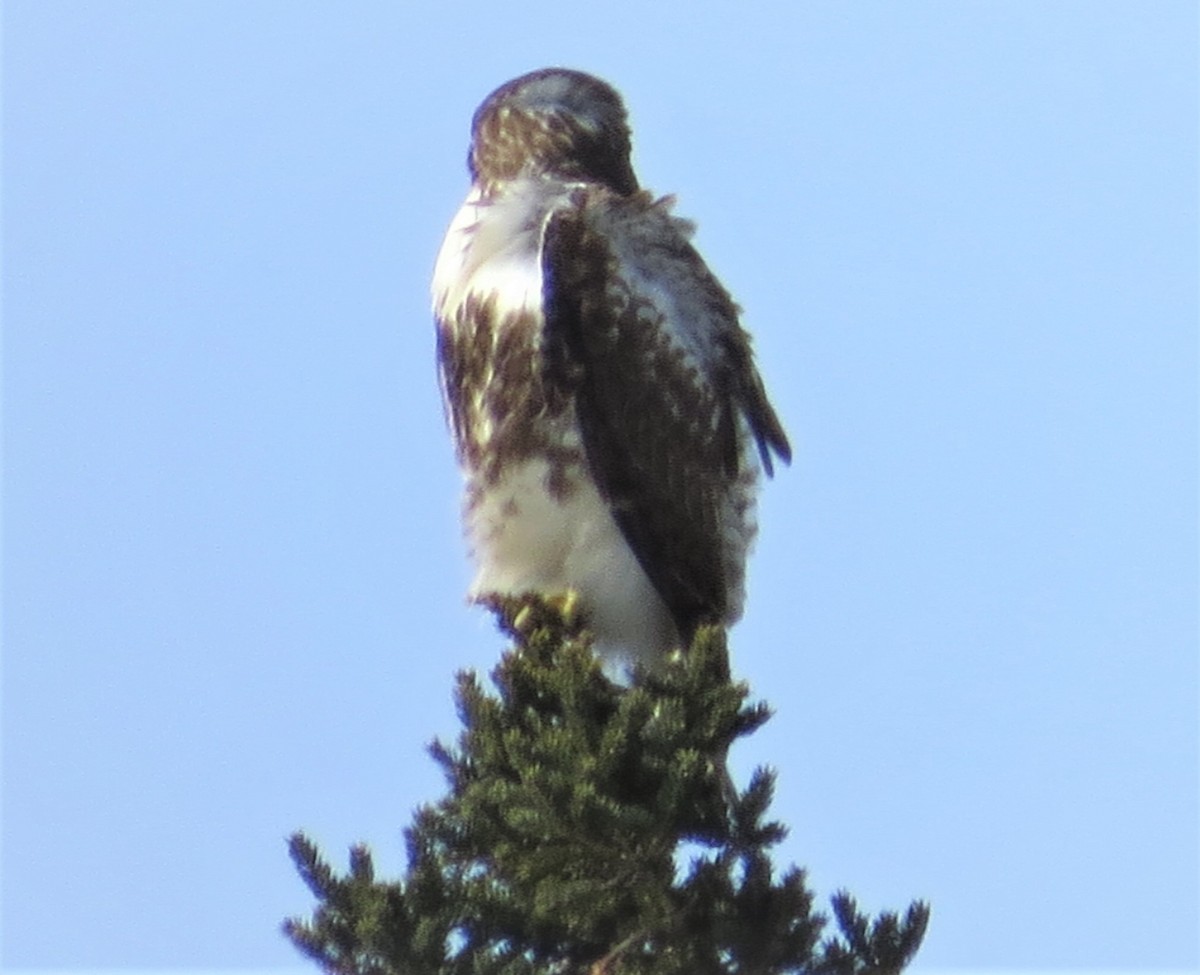 Red-tailed Hawk - ML540930621