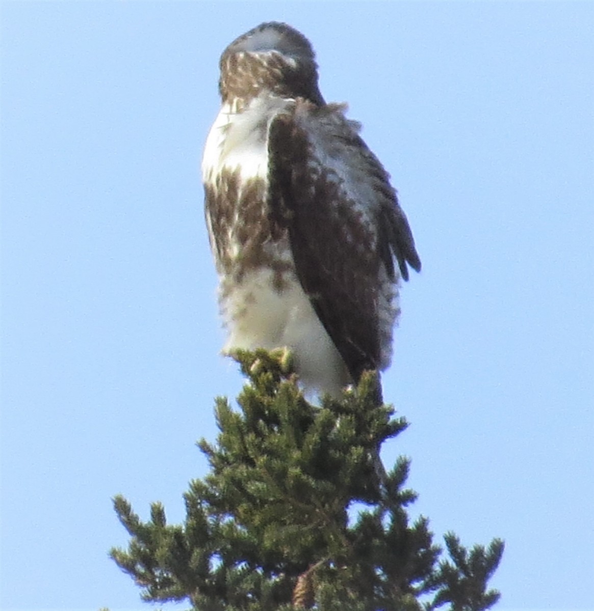 Red-tailed Hawk - ML540930801