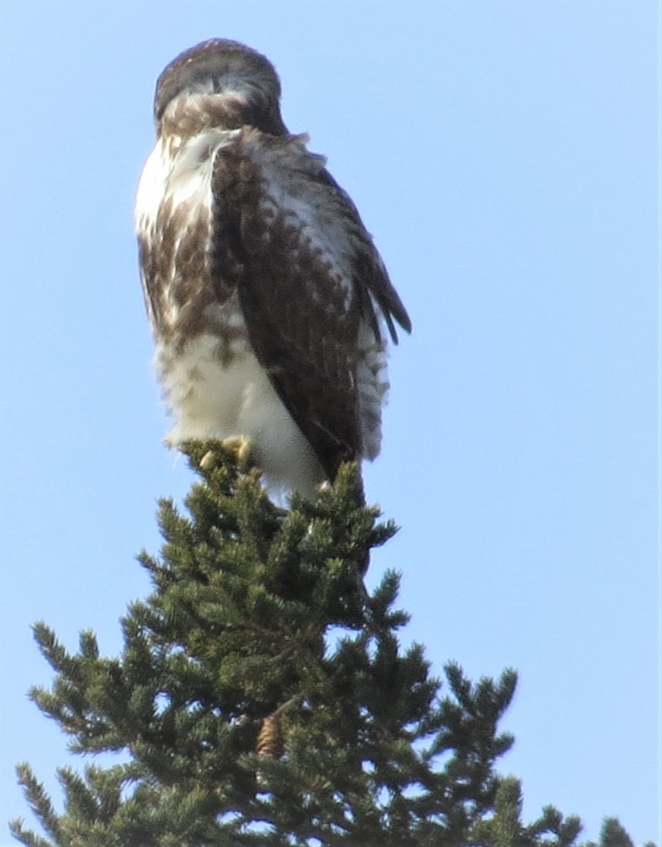 Red-tailed Hawk - ML540930891