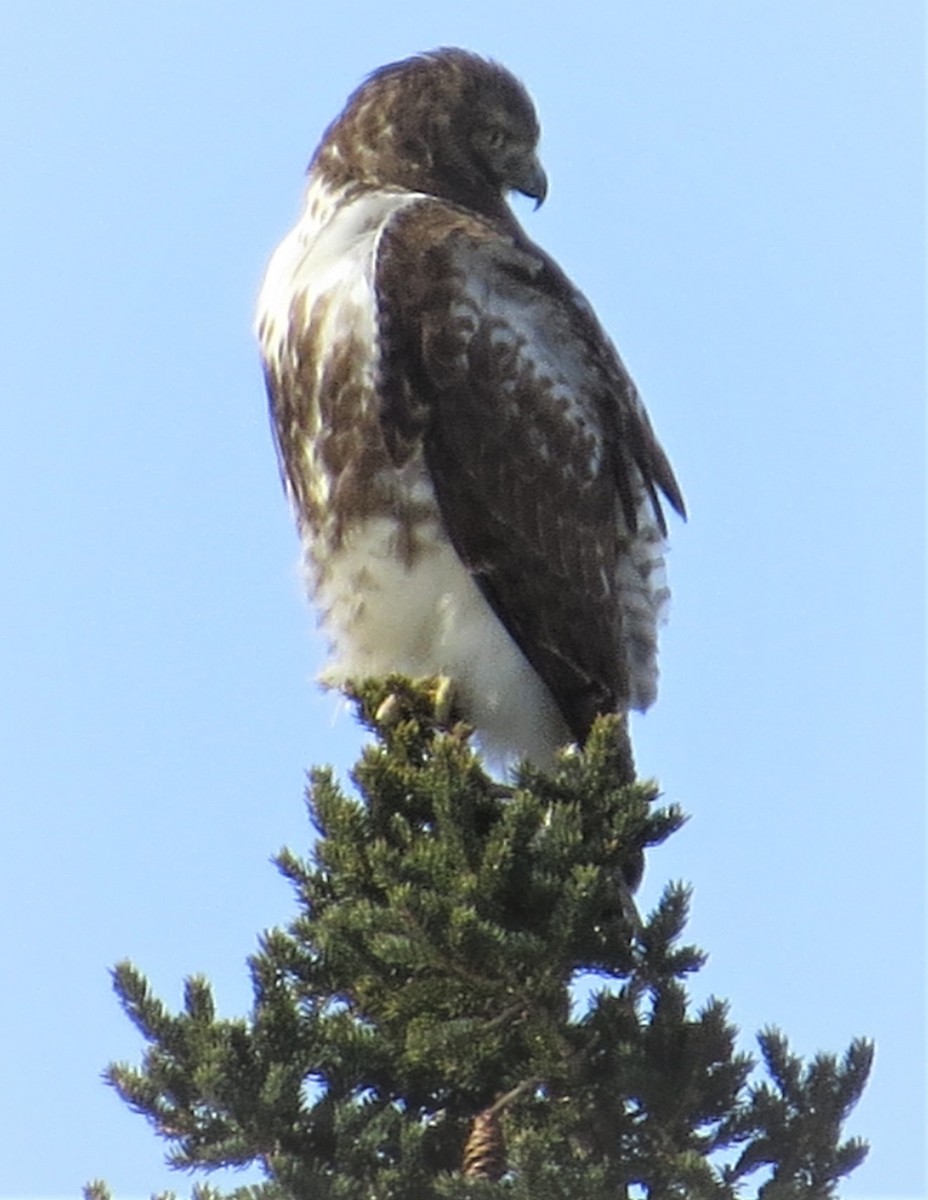 Red-tailed Hawk - ML540930961