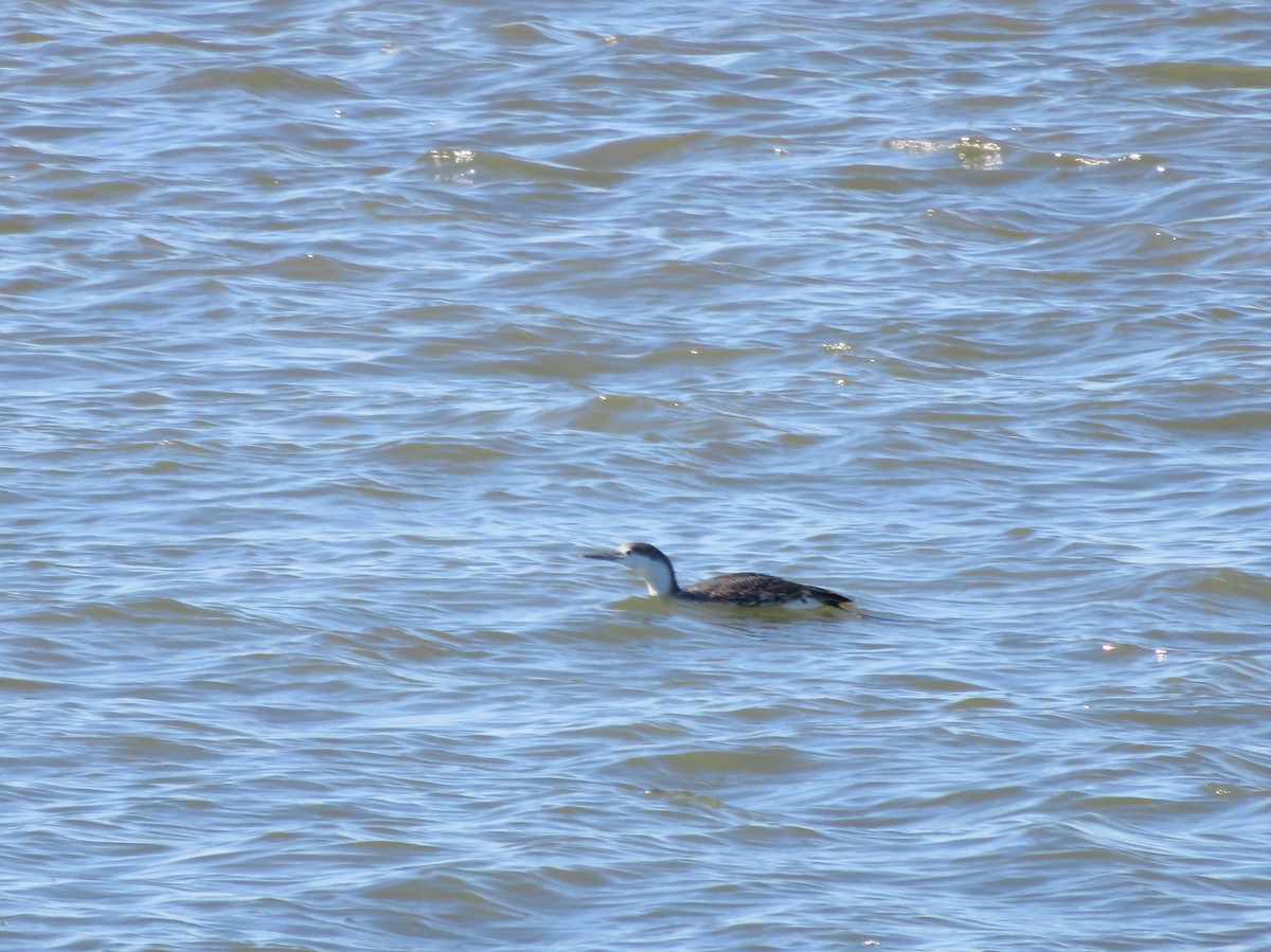 Red-throated Loon - ML54093141