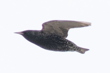 European Starling - ML540932631