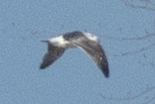 Great Black-backed Gull - ML540932801