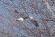 Great Black-backed Gull - ML540932811