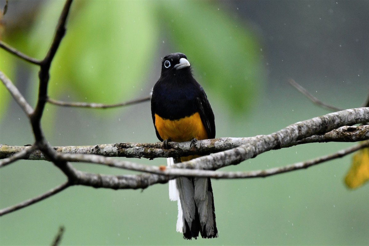 White-tailed Trogon - Dan Bormann