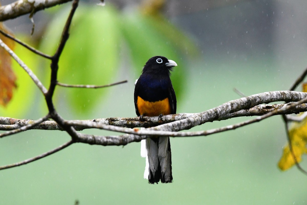 White-tailed Trogon - Dan Bormann