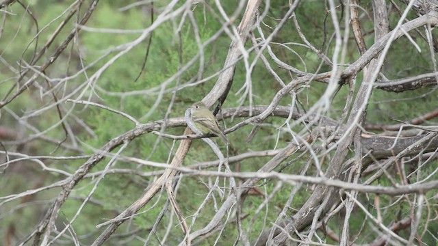 Hammond's Flycatcher - ML540935091