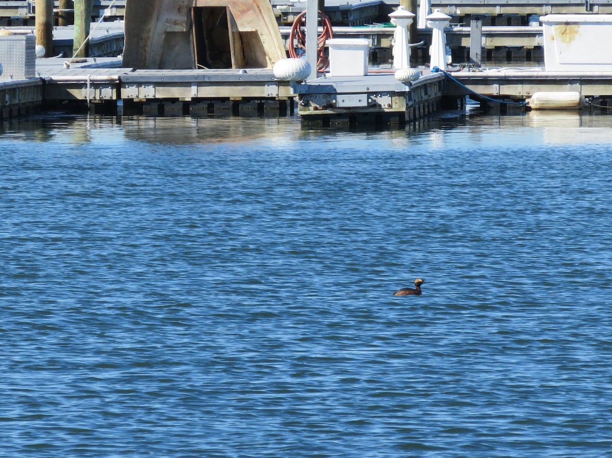 Horned Grebe - ML54093541