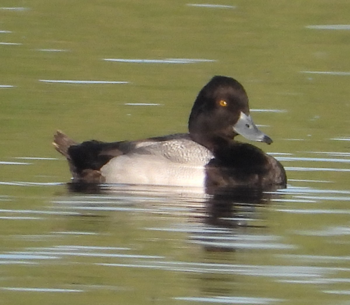 Lesser Scaup - ML540935771