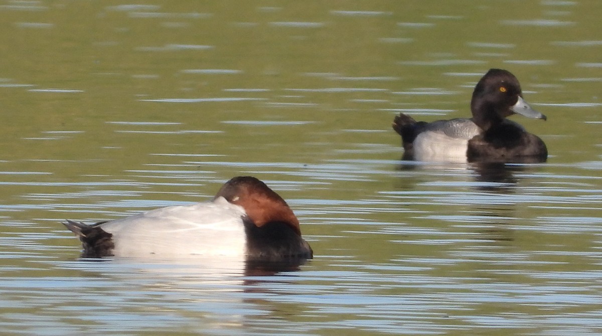 Lesser Scaup - Shiela Shallcross