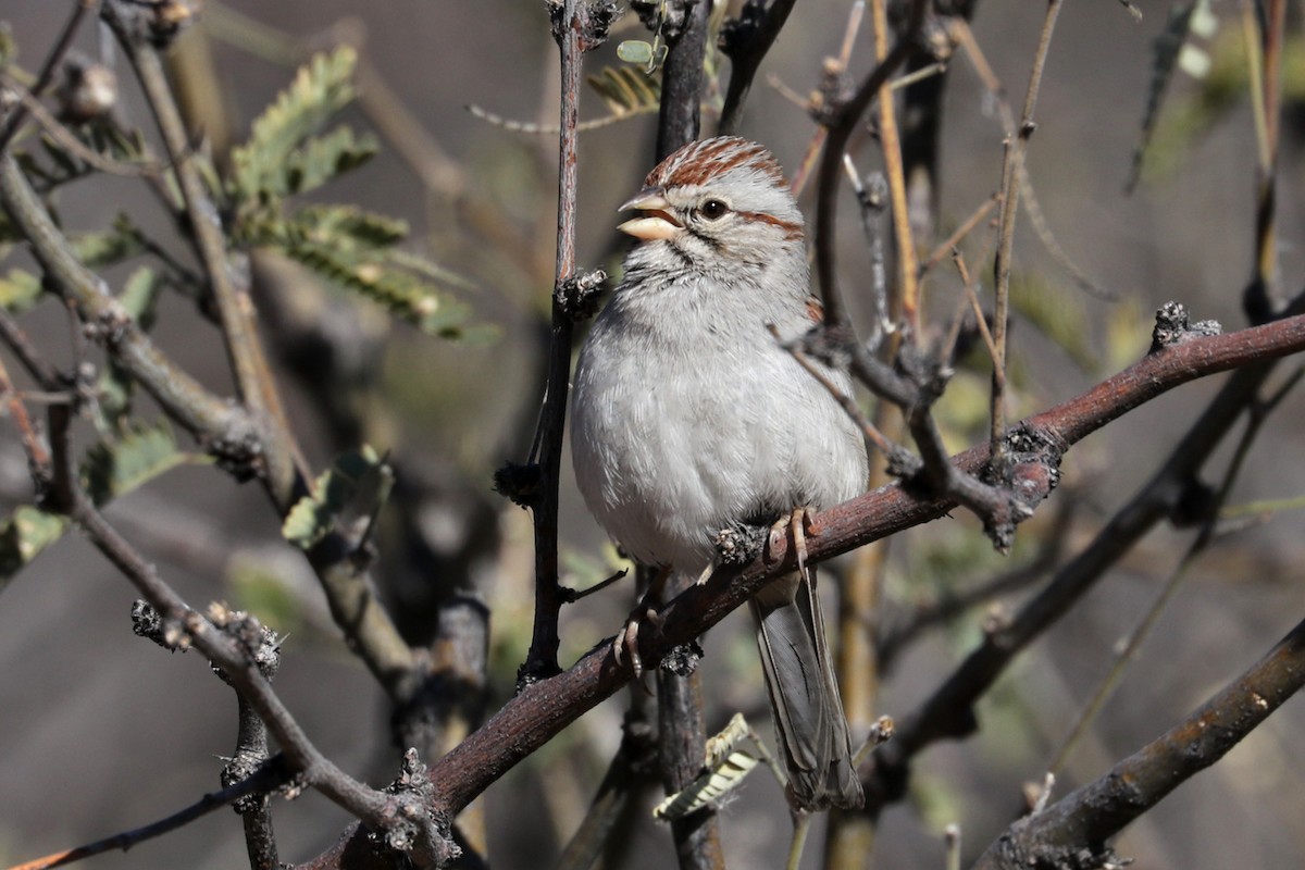 Rufous-winged Sparrow - ML540935951