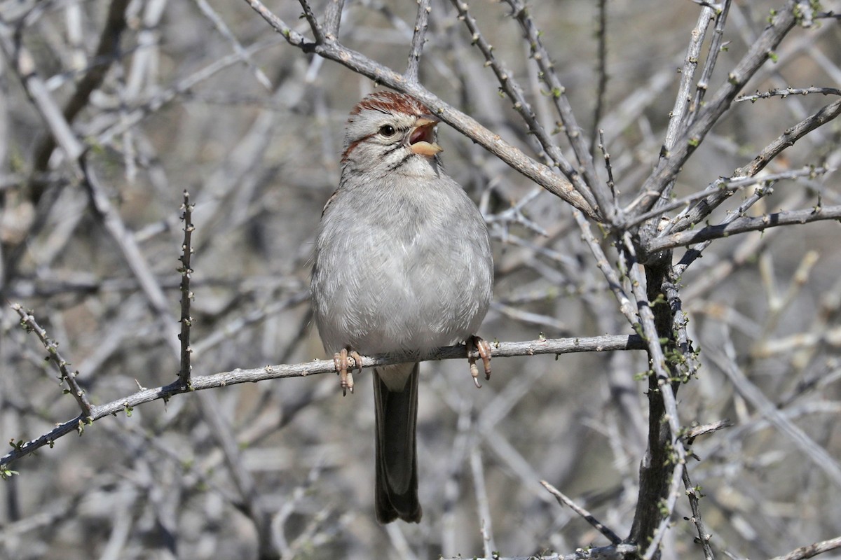 Rufous-winged Sparrow - ML540935961