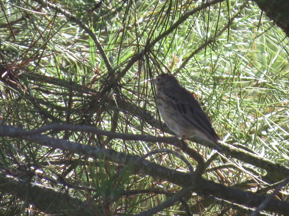 Tree Pipit - ML540936841