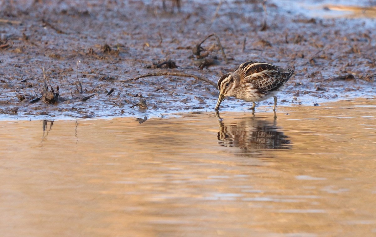 Jack Snipe - David Santamaría Urbano