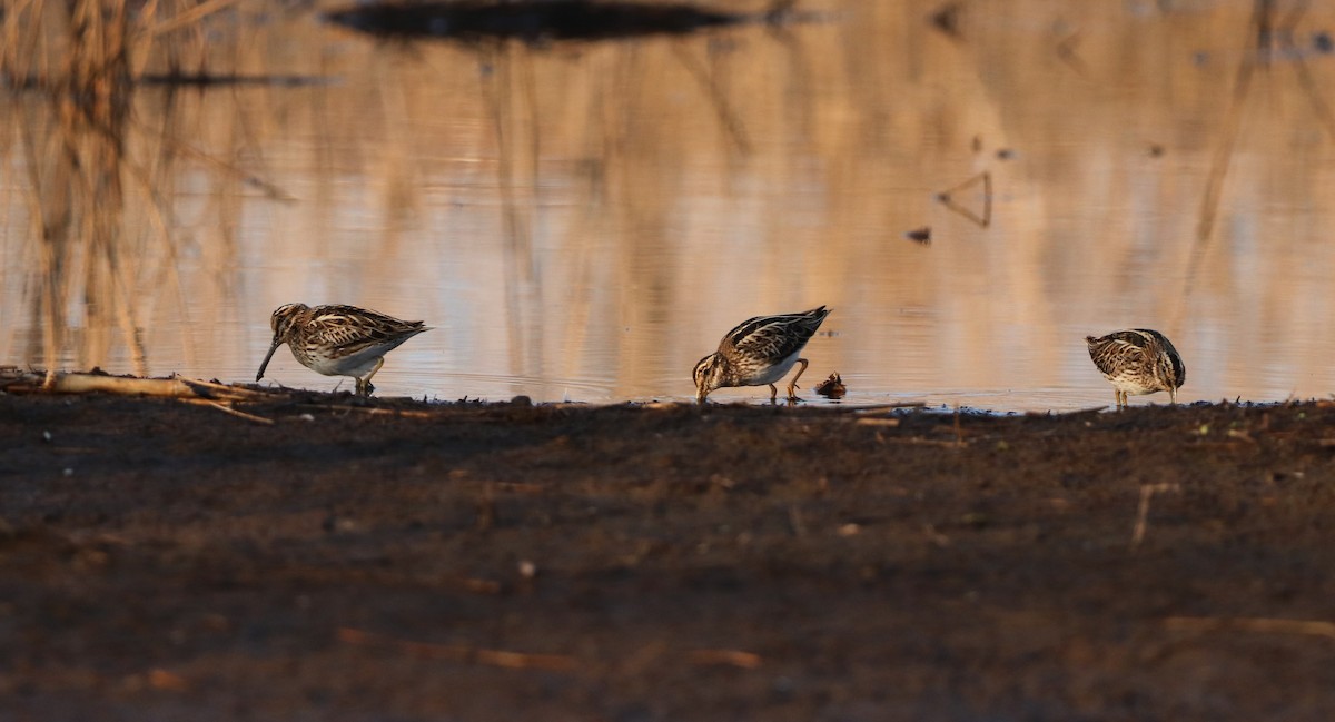 Jack Snipe - David Santamaría Urbano