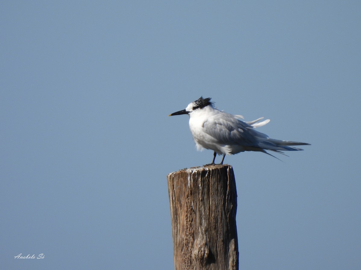 Sandwich Tern - ML540937971