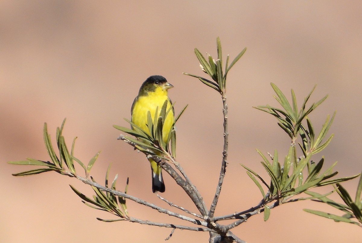 Lesser Goldfinch - Mary Tannehill