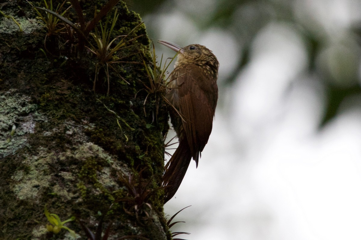 Ceara Woodcreeper - Gabriel Leite