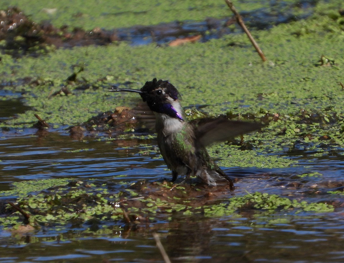 Costa's Hummingbird - ML540939911