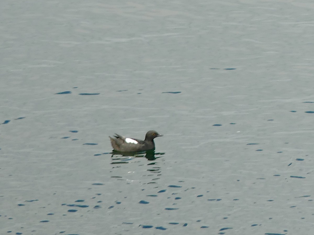 Pigeon Guillemot - ML540940751