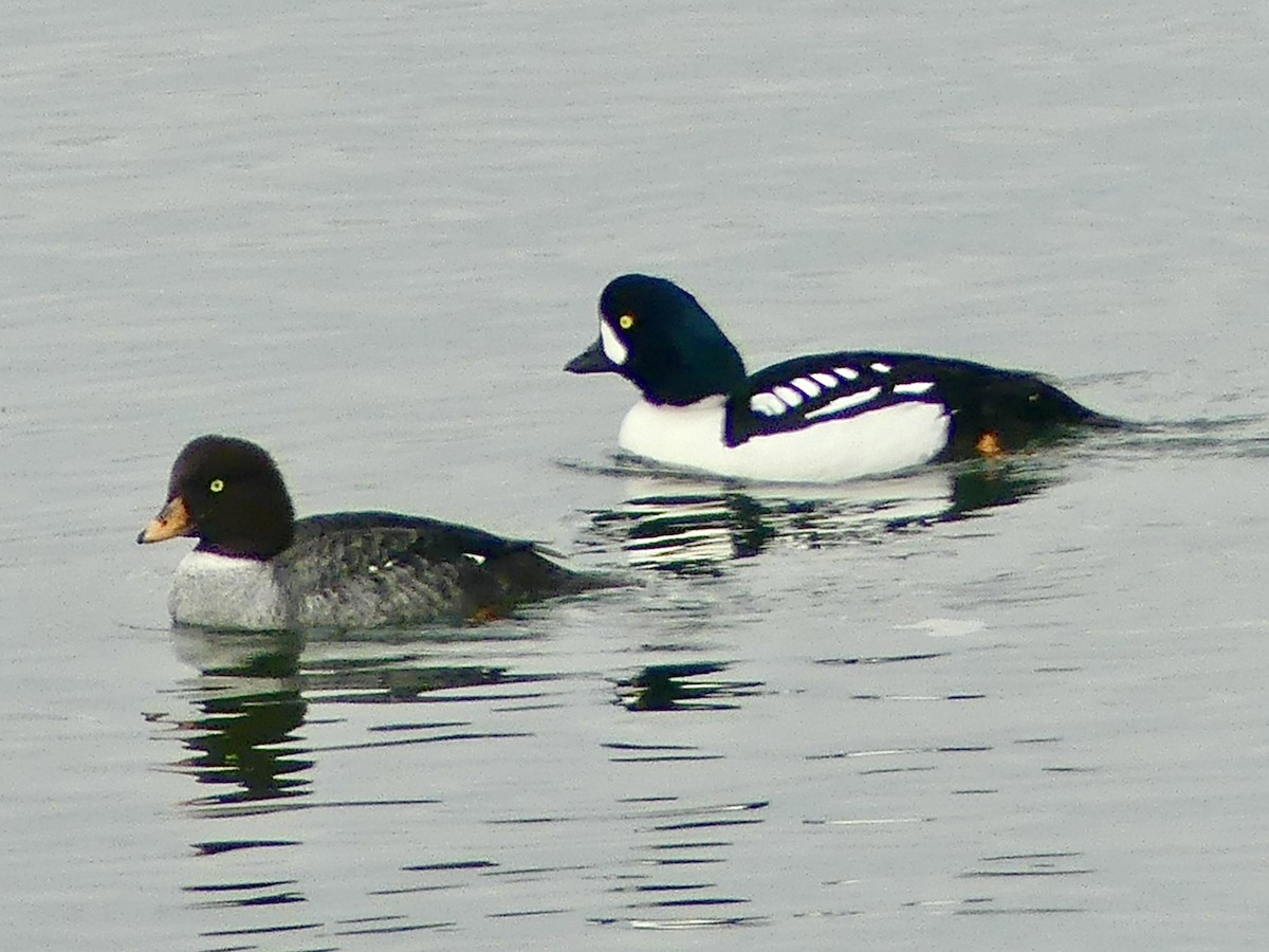 Barrow's Goldeneye - ML540940801