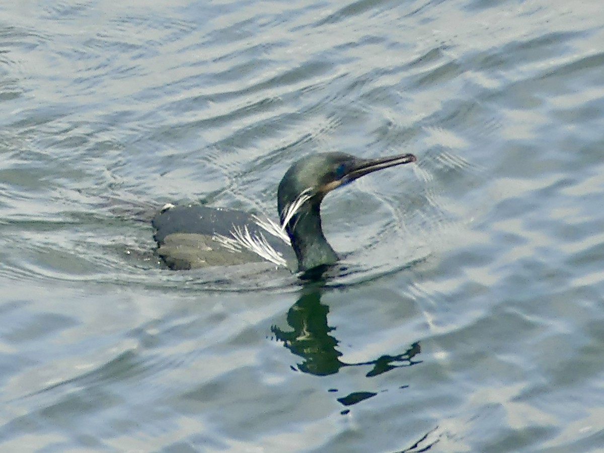 Brandt's Cormorant - ML540940861