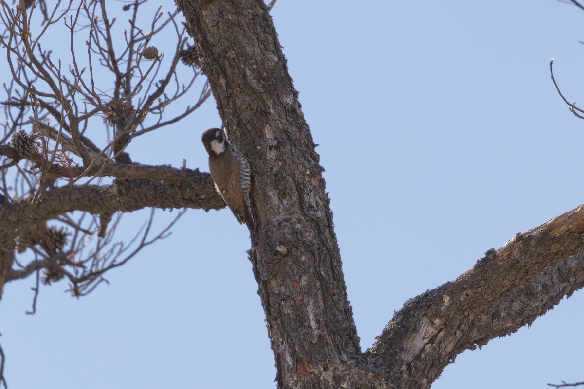 Arizona Woodpecker - ML540941271