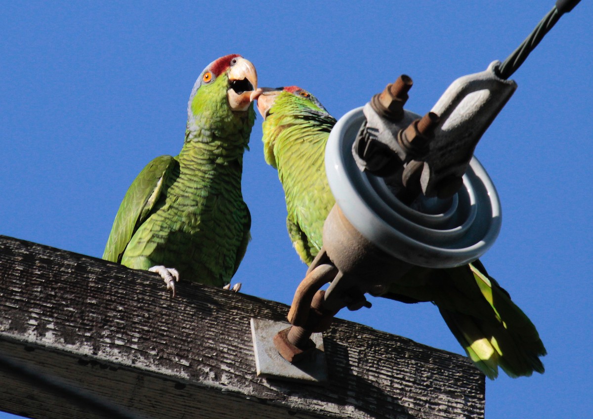 Lilac-crowned Parrot - ML54094171