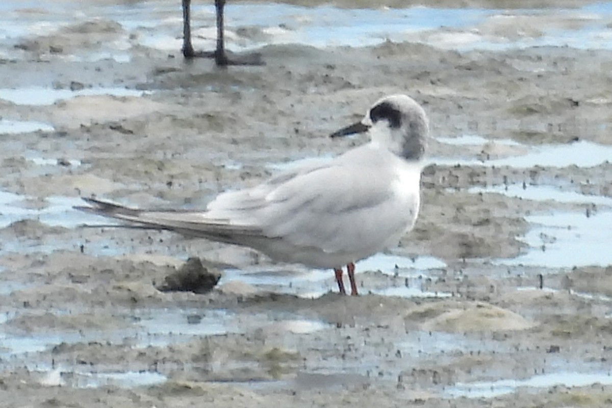 Forster's Tern - ML540941841